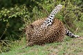  Kenya 2017 
 leopard 