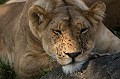  Kenya 2017 
 lion 
 repos 