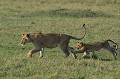  lions,masai,mara,kenya. 