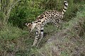  Kenya 2017 
 serval 