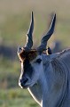  eland,cap,masai,mara,kenya. 