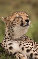  Kenya 2017 
 guepard 
 portrait 