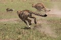  Kenya 2017 
 chasse 
 guepard 
