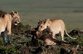 Les deux soeurs viennent à nouveau de chasser avec succès. Cette fois-ci un Topi aura été leur cible. Kenya 2017 
 chasse 
 lion 