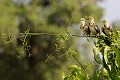 (Trachyphonus d'arnaudii) Cet oiseau vit dans la brousse semi-désertique et la savane boisée. Il se nourrit d'insectes, de fruits, de baies et graines. barbican,arnaud,masai,mara,kenya. 