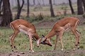  Kenya 2017 
 impala 