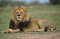  Kenya 2017 
 lion 
 repos 