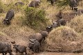  Kenya 2017 
 bufles 