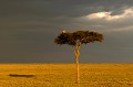  Kenya 2017 
 masai mara 