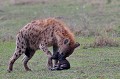  hyene,masai,mara,kenya. 