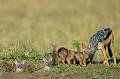  chacals,masai,mara,kenya. 