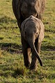 Kenya 2017 
 elephant 
