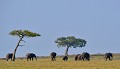  elephants,masai,mara,kenya. 