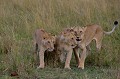 La lionne Ya Ya, ainsi nommée par les masaï, à droite de l'image, accompagne ses jeunes lionnes à la chasse... lionnes,masai,mara,kenya. 