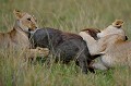  lionnes,masai,mara,kenya. 