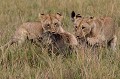  Kenya 2017 
 chasse 
 lion 