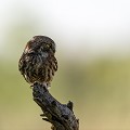 (Athene noctua)  