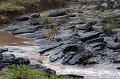  Kenya 2017 
 guepard 