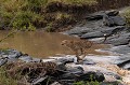  Kenya 2017 
 guepard 