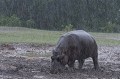  Kenya 2017 
 hippopotame 