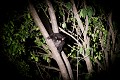 Il est aussi appelé Galago à queue touffue et vit dans les forêts et la brousse où les fruits abondent au moins 6 mois par an. Il court et marche sur les branches comme un singe. Sa nourriture se compose de fruits, d'insectes, petits oiseaux et mammifères. Au sol, il marche à quatre pattes par bonds comme un kangourou Au terme d'une gestation de 1 semaines, la femelle met bas 1 à 3 bébés chaque année... Kenya 2017 
 galago 