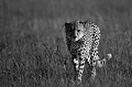  Kenya 
 Kenya 2017 
 guepard 