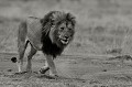  Kenya 2017 
 lion 