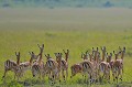 A la vue du prédateur, les impalas s'éloignent à toute allure... impalas,kenya,afrique 