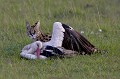 Sur le chemin de retour, d'Afrique du Sud vers l'Europe, les cigognes font halte au Kenya pour se reposer et se restaurer. Fatiguées par leur long voyage, elles constituent des proies faciles pour les félins gros et petits. Abrité dans les hautes herbes, le Serval a fondu sur une Cigogne occupée à se nourrir et l'a tuée en la prenant à a gorge. serval,cigogne,chasse,kenya,afrique 