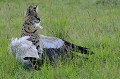  serval,cigogne,chasse,kenya,afrique 