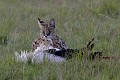  serval,cigogne,chasse,kenya,afrique 