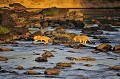 Deux jeunes lions en quête de nouveau territoire à explorer, s'aventurent dans la traversée de la rivière Mara, malgré la présence de crocodiles et sous les yeux étonnés et inquiets des hippopotames... lions,kenya,afrique 