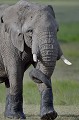  elephant,kenya,afrique 