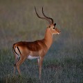  impala,kenya,afrique 