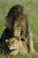 Les rapports sexuels se déroulent au rythme d'un toutes les vingt minutes, pendant cinq jours ! Au cours de cette période, les partenaires se tiennent à l'écart du groupe, oubliant même de se nourrir... lions,accouplement,kenya,afrique 