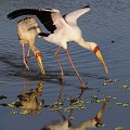 (Mycteria ibis) tantale,ibis,kenya,afrique 