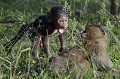  babouins,kenya,afrique 