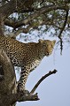  leopard,kenya,afrique 
