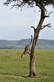  leopard,kenya,afrique 