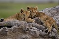  lionceaux,kenya,afrique 