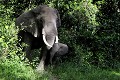  elephants,kenya,afrique 
