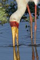 (Mycteria ibis) Tantale ibis tantale,ibis,kenya,afrique 