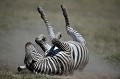  zebre,kenya,afrique 