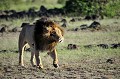  lion,kenya,afrique 