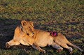 Siena, une belle lionne, âgée de 11 ans, a été grièvement blessée par un buffle qui l'a encornée, lors d'une chasse. La plaie est large et profonde, au dessus de sa patte arrière gauche. L'animal est en danger de mort. Maman de trois bébés, Siena n'est plus en capacité de les nourrir. Elle a confié ses petits à d'autres lionnes du groupe auquel elle appartient... lionne,kenya,afrique 