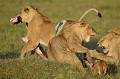 Siena a retrouvé ses bébés et très vite ses forces, n'hésitant pas à subtiliser au nez et à la barbe d'autres lions un morceau de viande pour se rassasier... Siena mériterait bien le surnom de "mère courage" ! Hèlas nous avons appris depuis que Siena était décédée fin 2015, empoisonnée  par un éleveur Masaï qui aurait abandonné sur le territoire de la lionne, un cadavre de vache contaminé ! lionne,kenya,afrique 