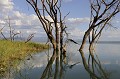 Lac Baringo au Kenya baringo,kenya,afrique 