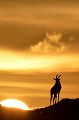 Posté au sommet d'une butte, le Topi guette... Son rôle, prévenir le troupeau tout proche de l'arrivée d'un prédateur. topi,kenya,afrique 