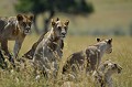 Après la sieste, les lions se préoccupent du dîner... Ils scrutent l'horizon à la recherche d'une proie potentielle... lions,kenya,afrique 