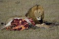 Le lion a commencé à dévorer son steack d'autruche... lion,kenya,afrique 